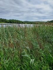 Phragmites australis