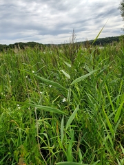 Phragmites australis