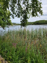 Phragmites australis