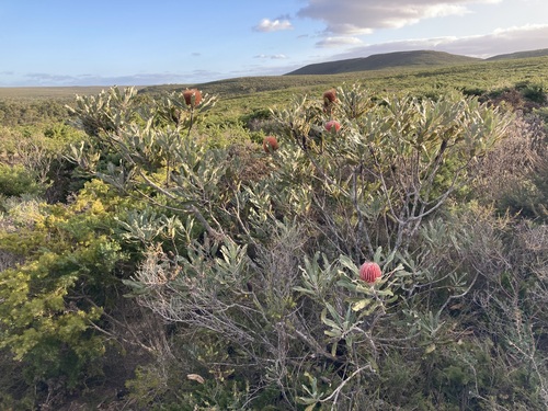 Banksia menziesii (Banksia menziesii)