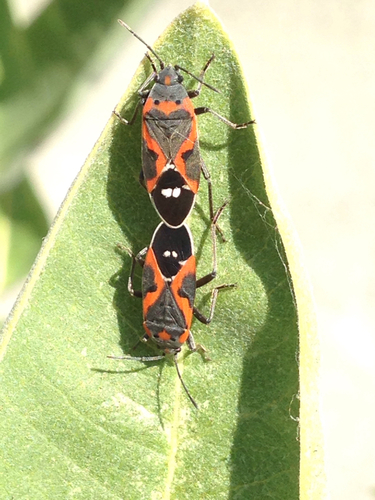 Small Milkweed Bug photo 3