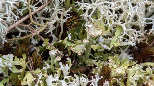 Cladonia foliacea