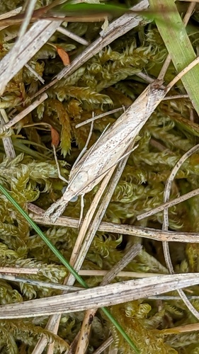 Barred Grass-veneer, Schiermonnikoog, Schiermonnikoog, Friesland, Netherlands, photo 8 of 10