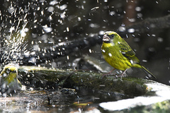 Crithagra scotops scotops