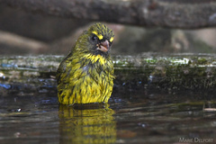 Crithagra scotops scotops