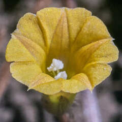 Ipomoea minutiflora