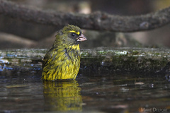 Crithagra scotops scotops