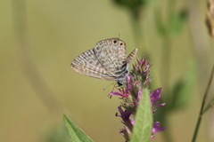 Leptotes pirithous pirithous