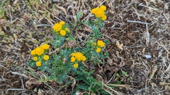 Jacobaea vulgaris dunensis