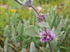 Marrubieae