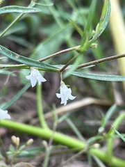 Oldenlandia herbacea