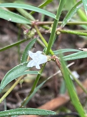 Oldenlandia herbacea