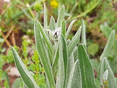 Centaurea triumfettii