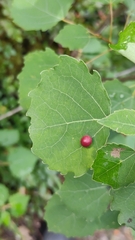 Harmandiola tremulae