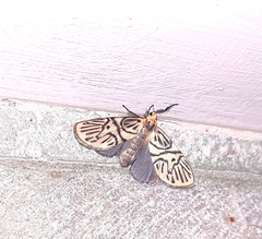 Disasuridia metaphaea