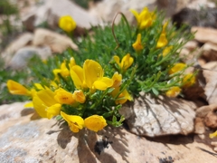 Genista albida