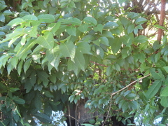 Cephalanthus tetrandra