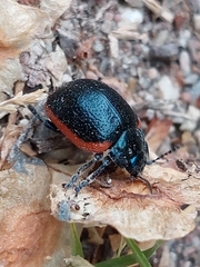 Chrysolina