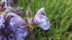 Salvia caespitosa