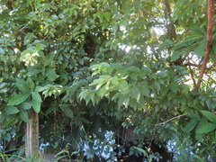 Cephalanthus tetrandra