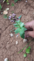 Valeriana sisymbriifolia