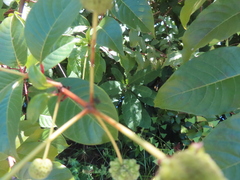 Cephalanthus tetrandra