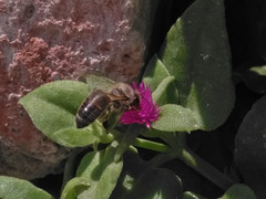 Apis mellifera