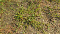 Thesium frisea