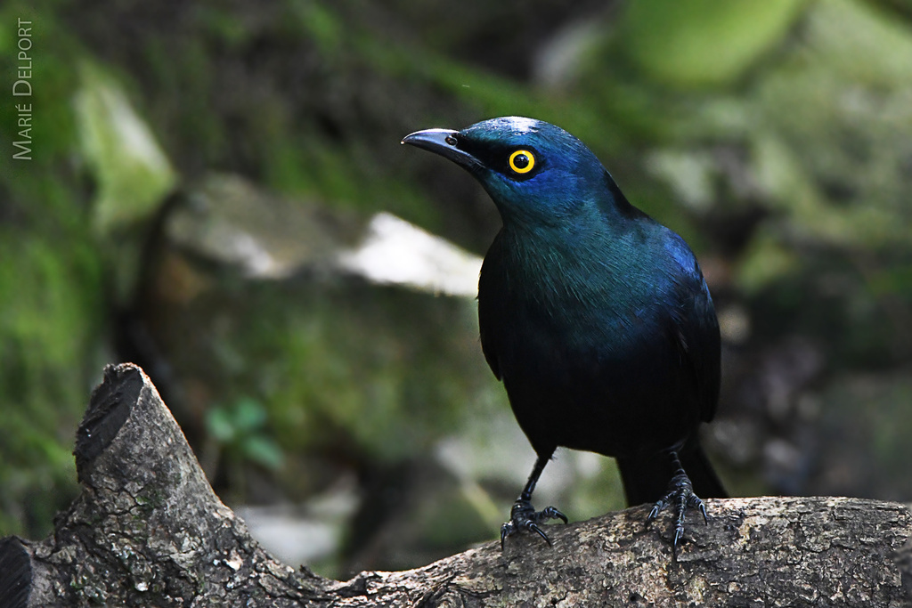Black-bellied Starling (Notopholia corusca) photo
