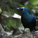 Black-bellied Starling - Photo (c) Marie Delport, some rights reserved (CC BY-NC), uploaded by Marie Delport