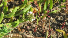 Thesium frisea