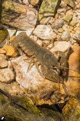 Austropotamobius pallipes