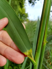 Phragmites australis