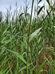 Phragmites australis