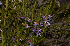 Calectasia