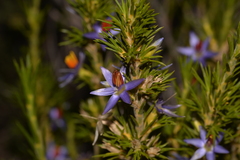 Calectasia
