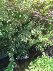 Cephalanthus tetrandra