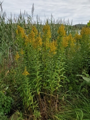 Solidago