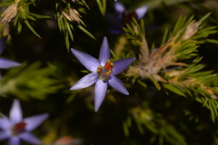 Calectasia