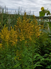 Solidago