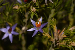Calectasia