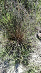 Thamnochortus punctatus