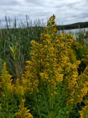 Solidago