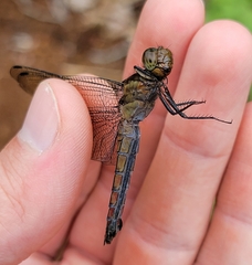 Odonata