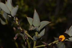 Daviesia nudiflora