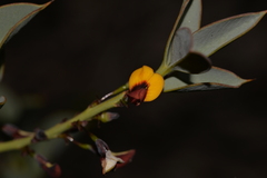 Daviesia nudiflora