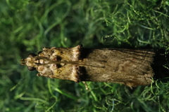 Trachonitis cristella