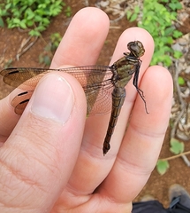 Odonata