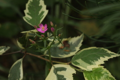 Centaurium erythraea turcicum