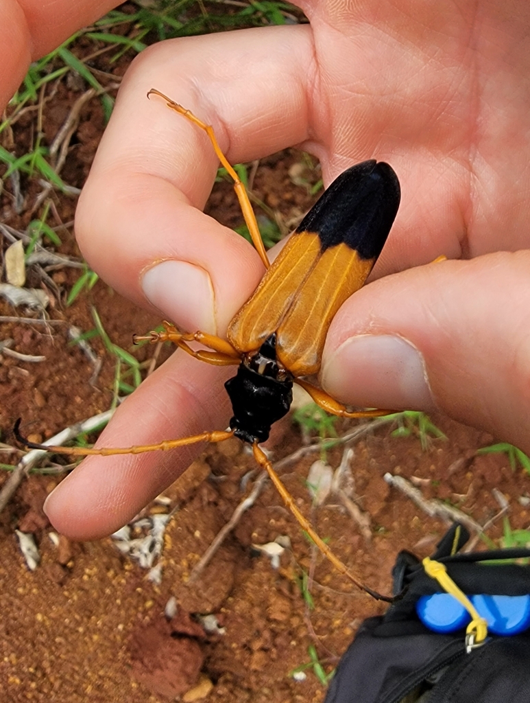 Schmidtiana gertrudis